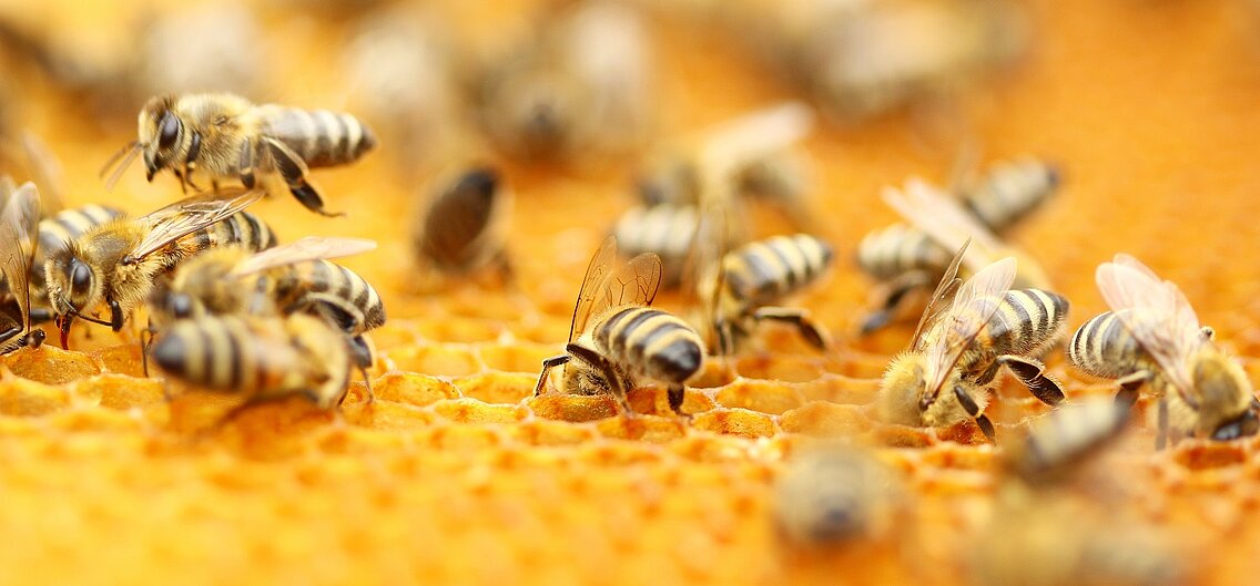 Bees in honeycombs.