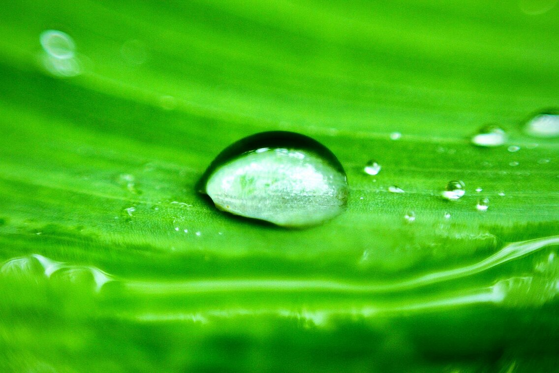 Close-up of a drop of water on a green leaf. 