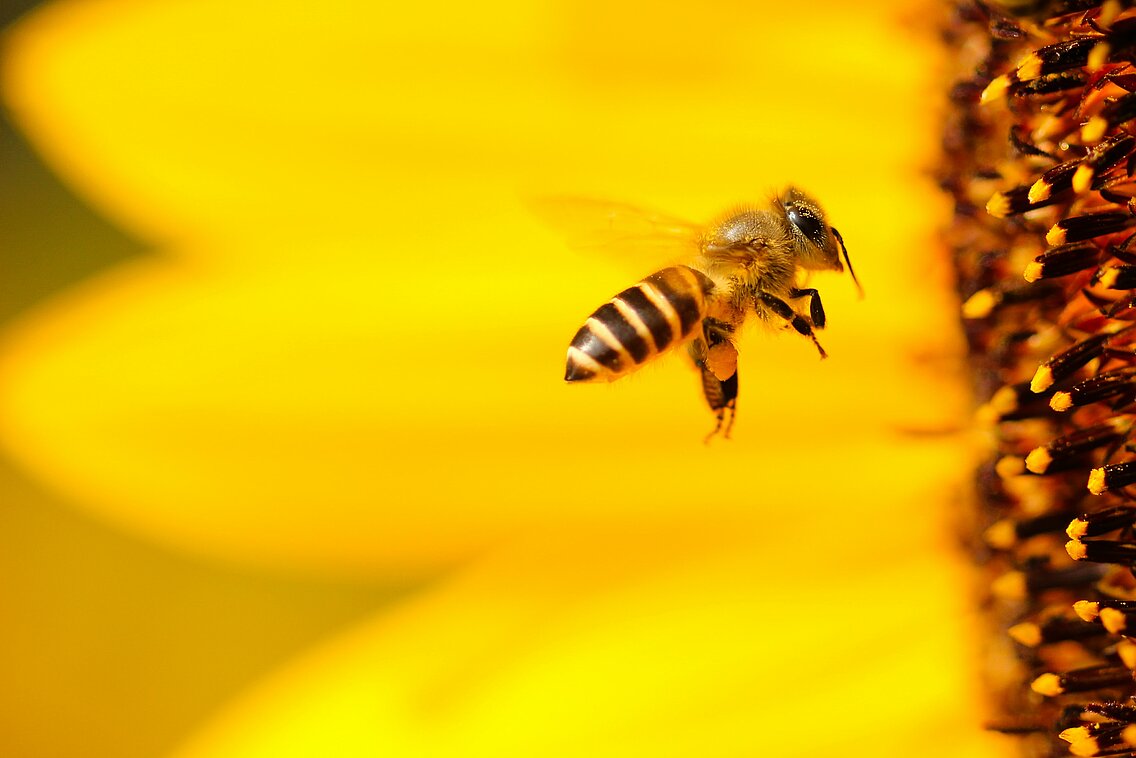 [Translate to Deutsch (DE):] Bees at Leadec