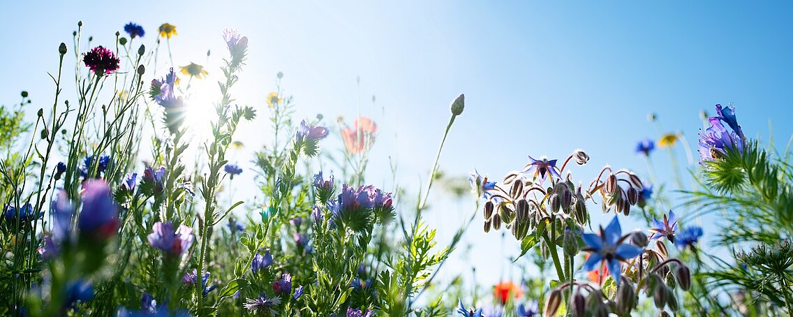 Flower meadow in front of a blue sky
