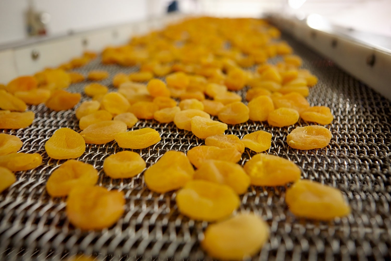 Dried apricots on a conveyor belt.